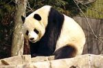 180px-giant_panda_2004-03-2